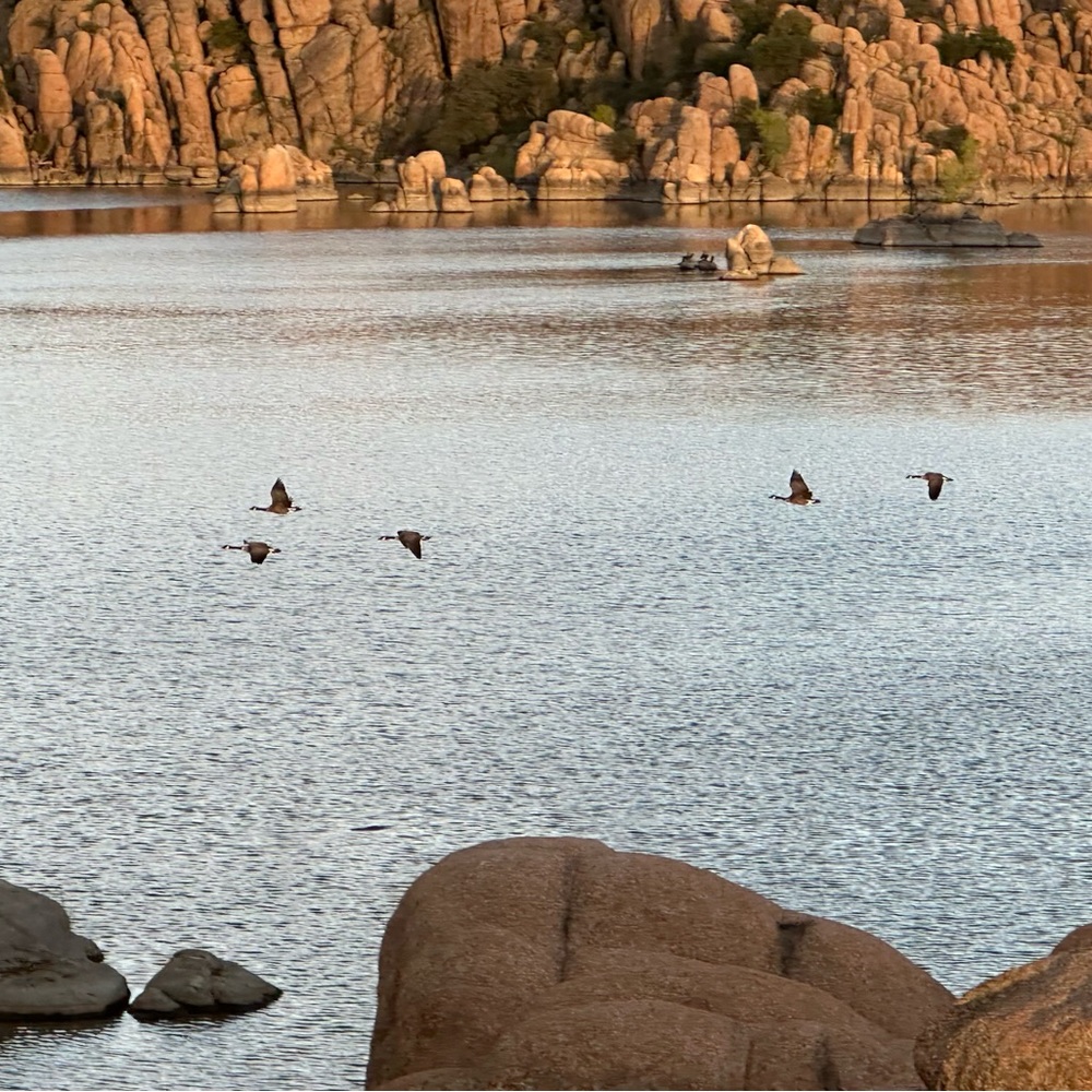 Meet your Posher, Gris